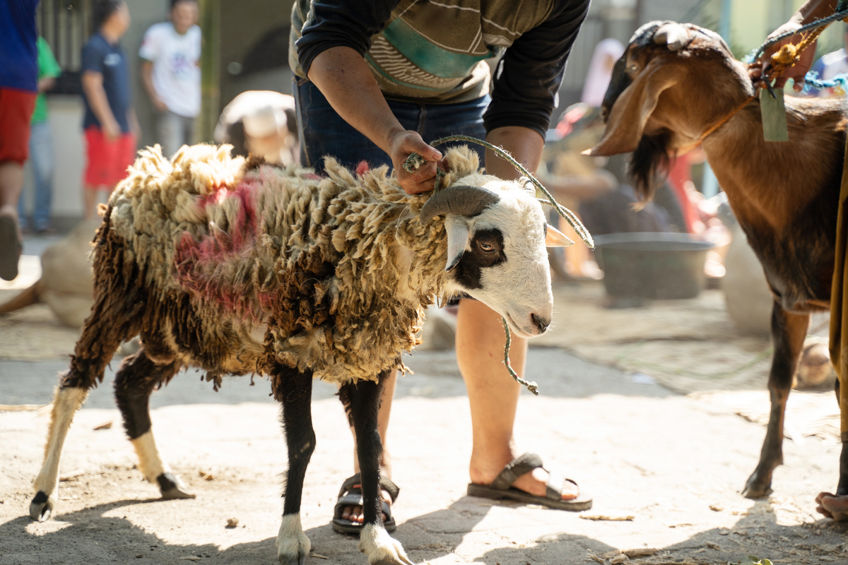 People Hold the Rope around the Neck of the Goat That Stands